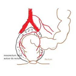 anatomie normale